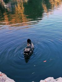 High angle view of duck swimming in lake