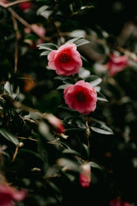 Close-up of pink rose