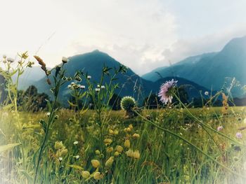 Scenic view of grassy field against sky