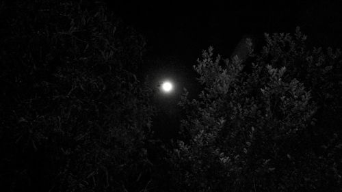 Low angle view of illuminated tree against sky at night