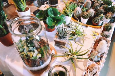 High angle view of potted plants on table