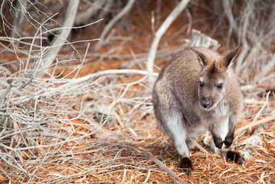 Young kangaroo on hay