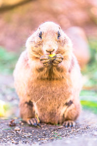 Portrait of squirrel