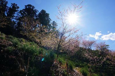 Low angle view of trees against sky