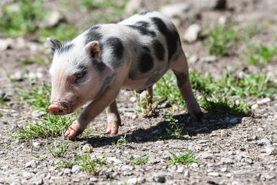 Full length of a pig