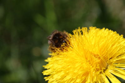 Close-up of insect on yellow flower