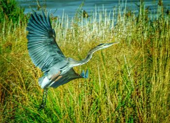 Bird flying over grass