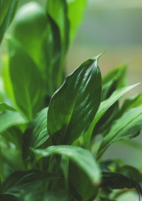 Close-up of green leaves