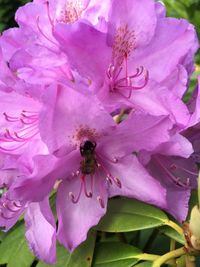 Close-up of insect on pink flower