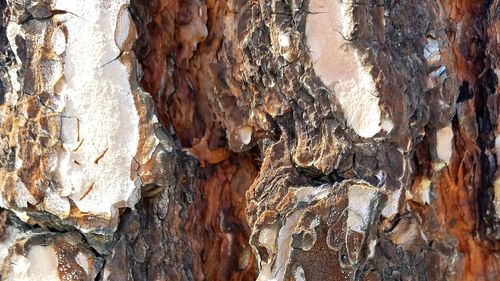 Full frame shot of tree trunk