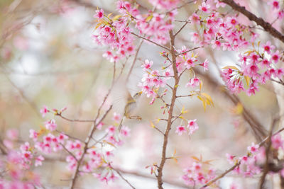 Close-up of pink cherry blossom tree