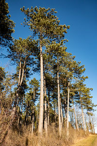 Low angle view of trees against clear sky