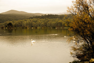 View of swan swimming in lake