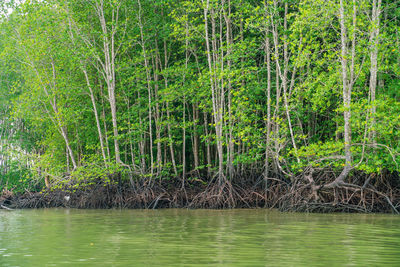 Scenic view of river in forest