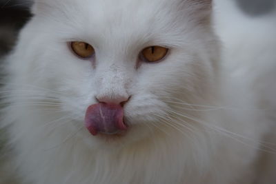 Close-up portrait of white cat