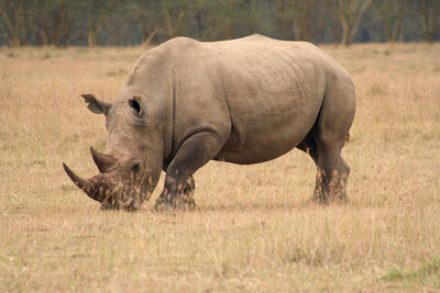 Rhinoceros grazing on grassy field