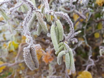 Close-up of frozen plant