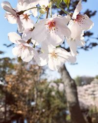 Close-up of apple blossoms in spring