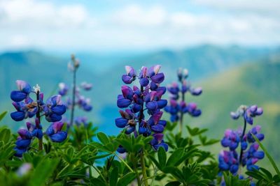 Blue flowers blooming in park