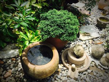 High angle view of potted plant