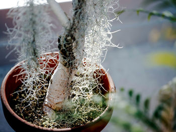 Close-up of succulent plant