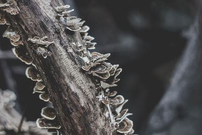 Close-up of fungus growing on tree