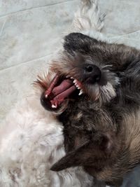 Close-up of a dog yawning