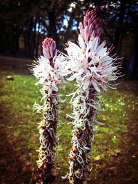 Close-up of flowers blooming outdoors