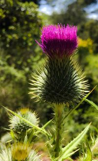 Close-up of thistle