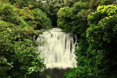 Scenic view of waterfall in forest