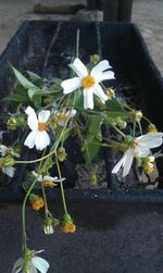 Close-up of white flowers blooming in park