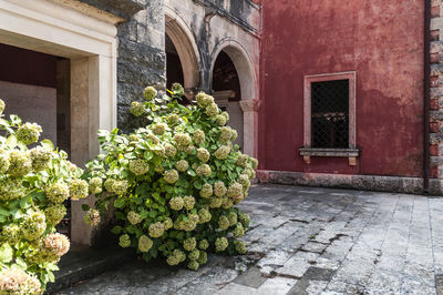 Potted plants on the wall