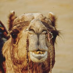 Close-up of camel at desert