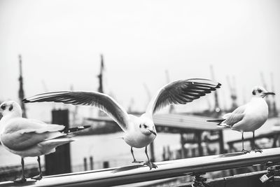 Close-up of birds flying against blurred background