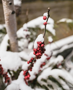 Close-up of frozen berries on tree