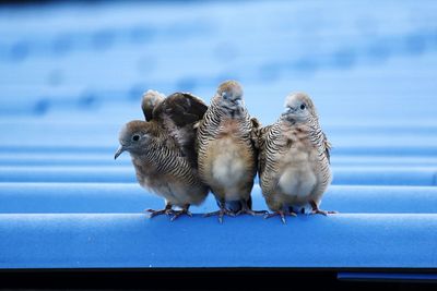 Close-up of birds perching