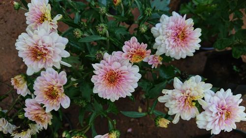 Close-up of flowers