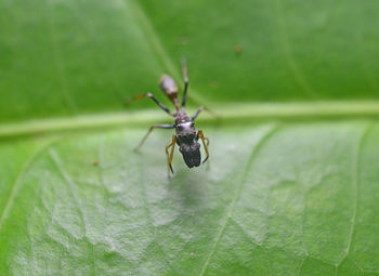 Male ant mimic spider on green leaves