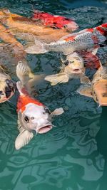 High angle view of koi fish in water