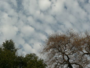 Low angle view of trees against sky