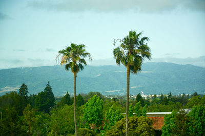 Scenic view of palm trees on landscape against sky