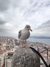 Seagull perching on wall against buildings in city