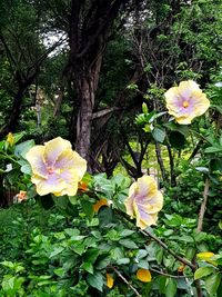 Close-up of flowering plants against trees