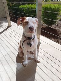 High angle view of dog sitting on wood