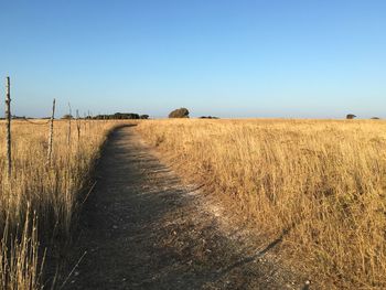 Scenic view of field against clear sky