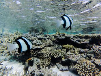 Fish swimming in sea