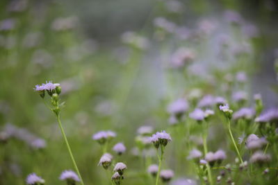 Close-up of purple flowering plant on field