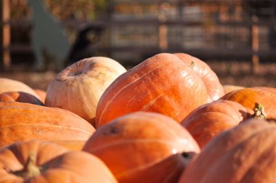 A bunch of pumpkins