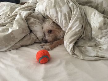Dog sleeping in a bed