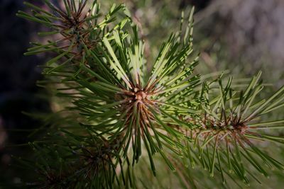 Close-up of pine tree